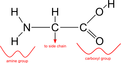 amino acid