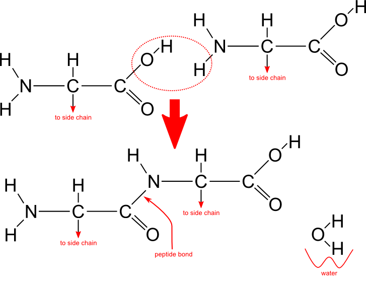 peptide bond formation